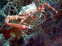 Photo: E. Mazon; See a larger picture